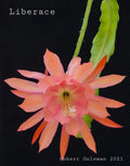Epiphyllum 'Liberace' Unrooted Cutting - Rare Orchid Cactus for Propagation - Vibrant Flowers - Indoor Plant - Epiphyllum oxypetalum