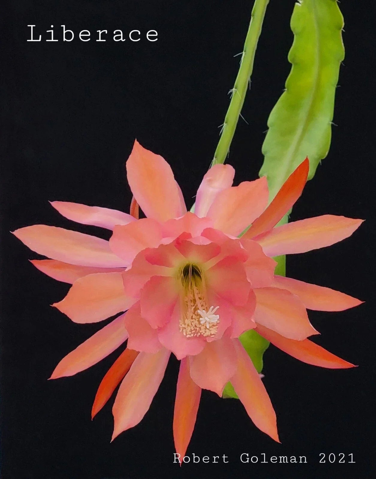 Epiphyllum 'Liberace' Unrooted Cutting - Rare Orchid Cactus for Propagation - Vibrant Flowers - Indoor Plant - Epiphyllum oxypetalum