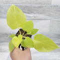 Philodendron Warscewiczii Snowflake | 3" Live Tropical Houseplant | Rare Aroid
