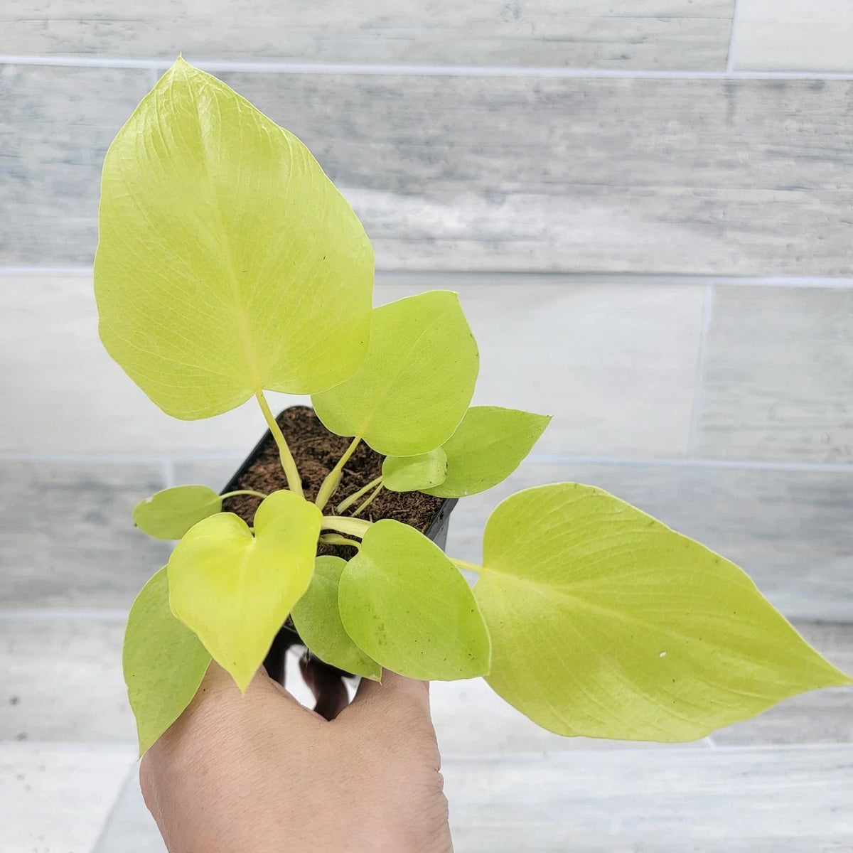 Philodendron Warscewiczii Snowflake | 3" Live Tropical Houseplant | Rare Aroid