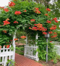 Orange Trumpet Vine Seeds - Pack of 75+ Campsis radicans Climbing Flower for Garden, Attracts Pollinators, Drought Tolerant