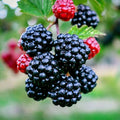 Blackberry Bush Seeds - 20 Pack Rubus allegheniensis Hardy Fruit Plant for Zone 3, Juicy Blackberries, Perennial Shrub