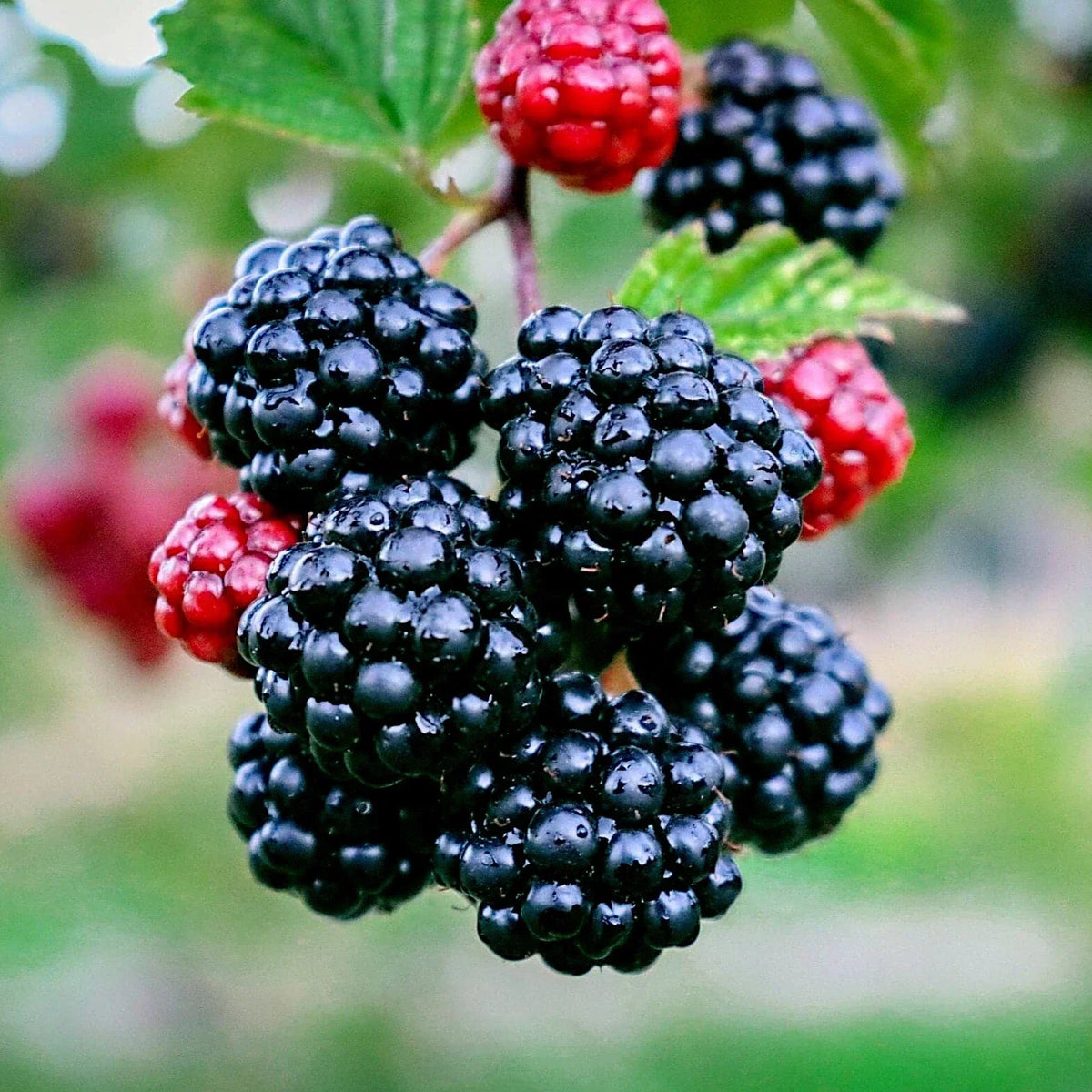 Blackberry Bush Seeds - 20 Pack Rubus allegheniensis Hardy Fruit Plant for Zone 3, Juicy Blackberries, Perennial Shrub