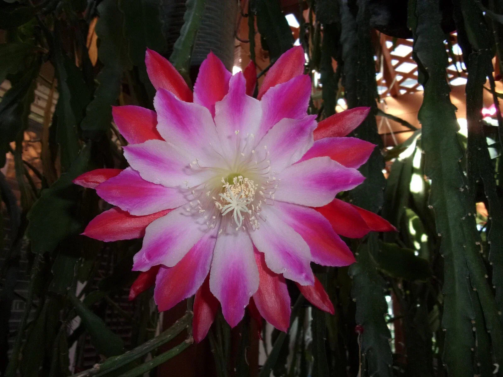 Epiphyllum Orchid Cactus Cutting Tomatsu Kida - Rare Succulent for Indoor Gardening