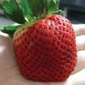 Giant Strawberry Seeds Junebearing Fragaria spp. for Garden & Container Growing, 10 Pack