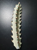 Euphorbia Lactea Starter Cactus 5" Tall Dragon Bones Succulent Indoor Plant - Unique Drought-Tolerant Decor