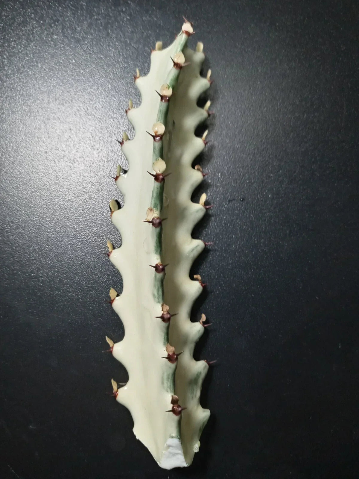 Euphorbia Lactea Starter Cactus 5" Tall Dragon Bones Succulent Indoor Plant - Unique Drought-Tolerant Decor
