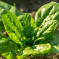 Noble Giant Spinach Seeds | Cold Hardy, Slow Bolting Green Leaf Lettuce | Spinacia oleracea, 200 Seeds