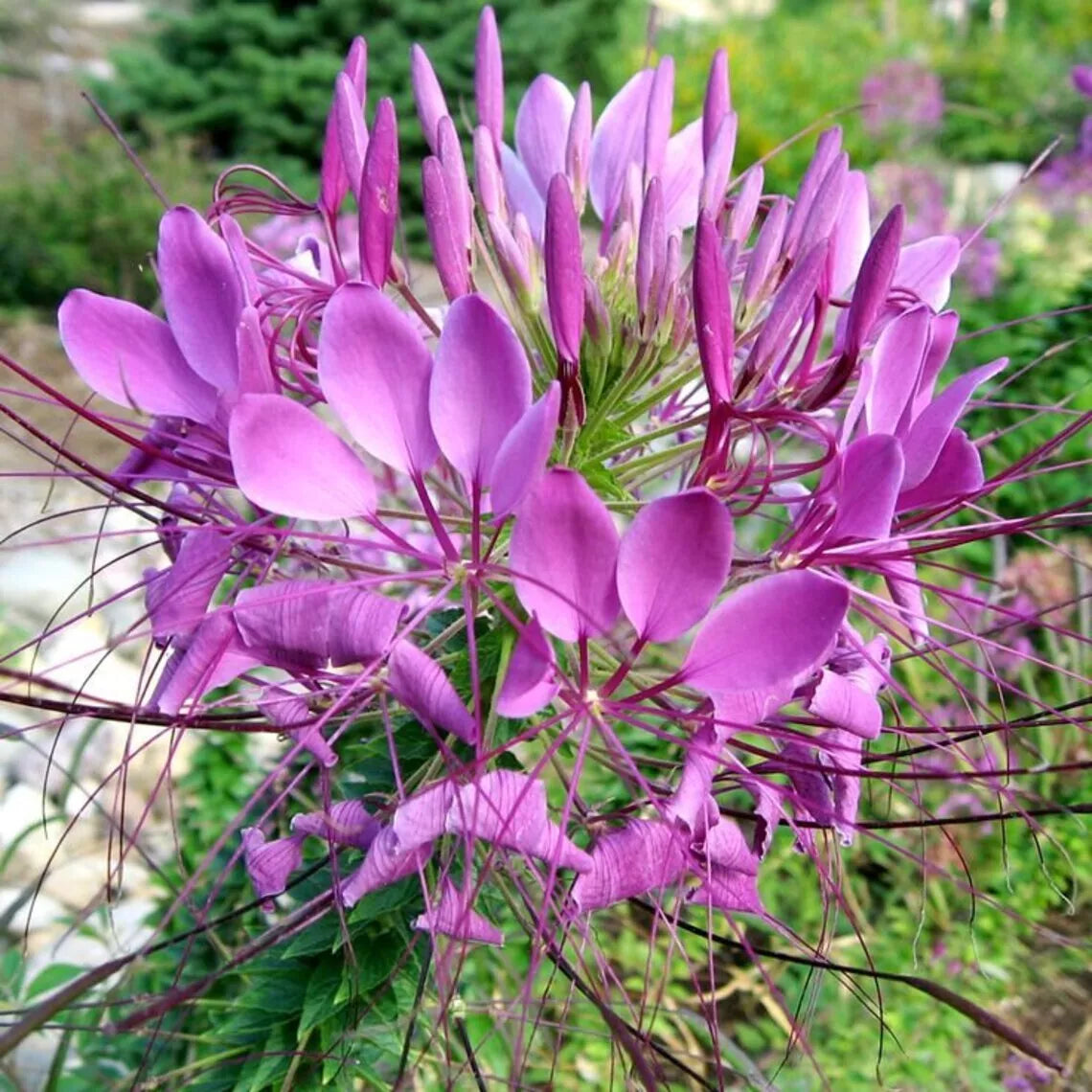 Lilac Spider Seeds - 100 Count - Clome Spinosa Perennial Bee Flower for Pollinators, Garden, Container, Full Sun to Partial Shade