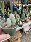 Beavertail Cactus 4" Opuntia basilaris - Drought-Tolerant Succulent for Indoor & Outdoor Gardens