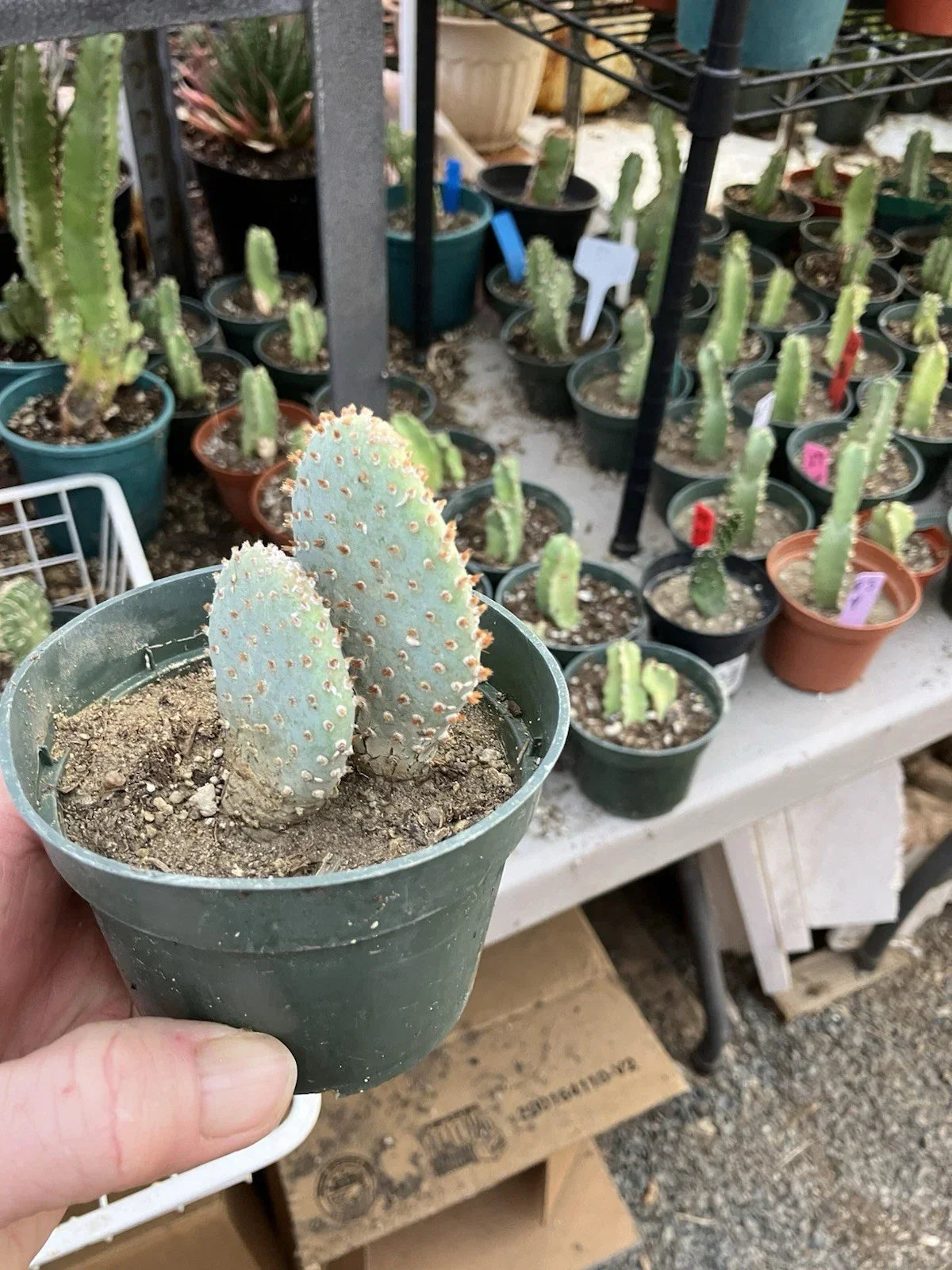 Beavertail Cactus 4" Opuntia basilaris - Drought-Tolerant Succulent for Indoor & Outdoor Gardens