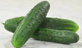 Cucumber Seeds - Marketmore 76 Heirloom Variety - Cucumis sativus - Fresh, Non-GMO, Disease-Resistant, 50 Pack