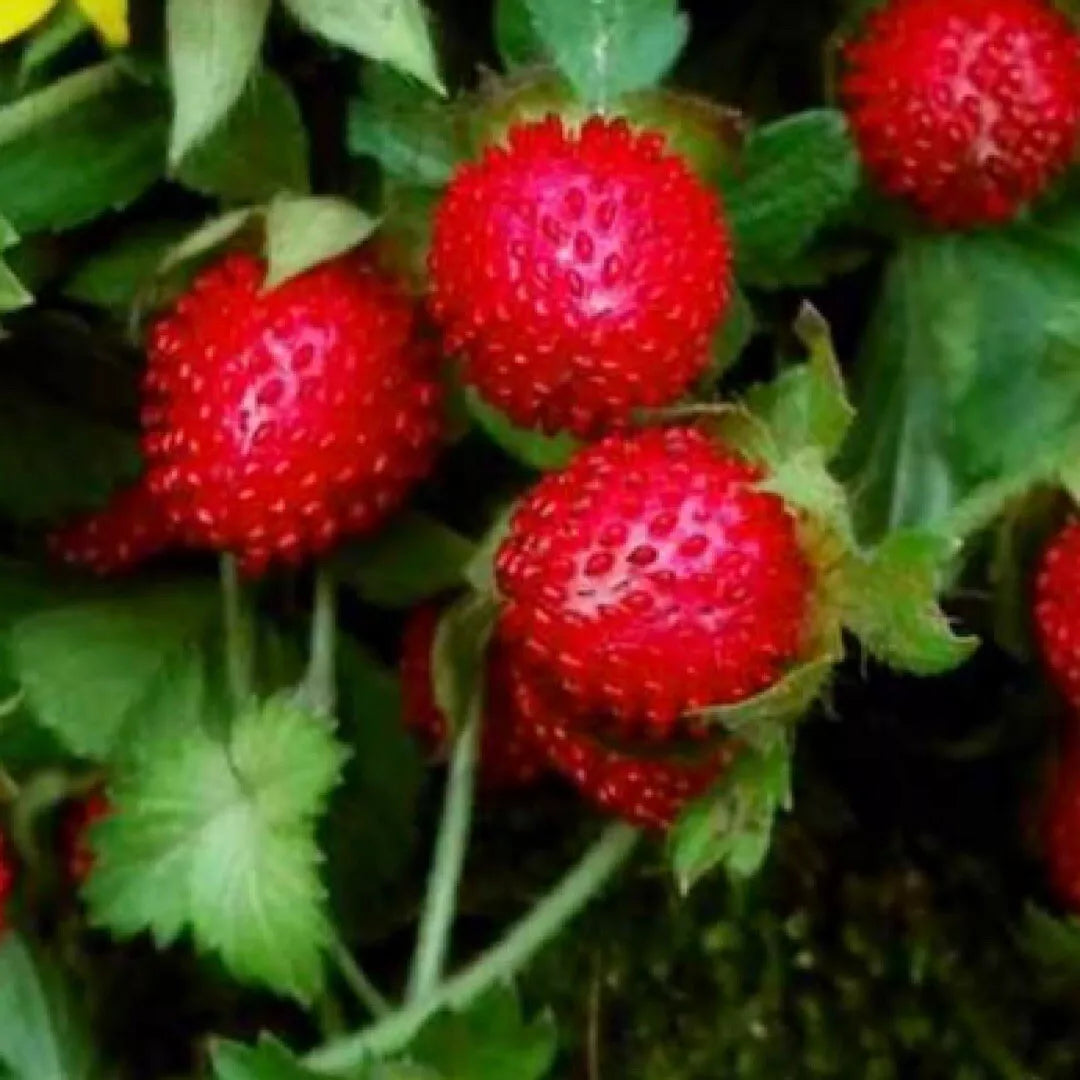 Indian Strawberry Seeds - Duchesnea Indica Tuttifrutti Groundcover Plant - Edible Berries, Low Maintenance, Fast Growing, 50+ Pack