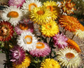 Dwarf Strawflower Seeds Mix Helichrysum bracteatum Everlasting Paper Daisy Flower Seeds for Garden & Cuttings