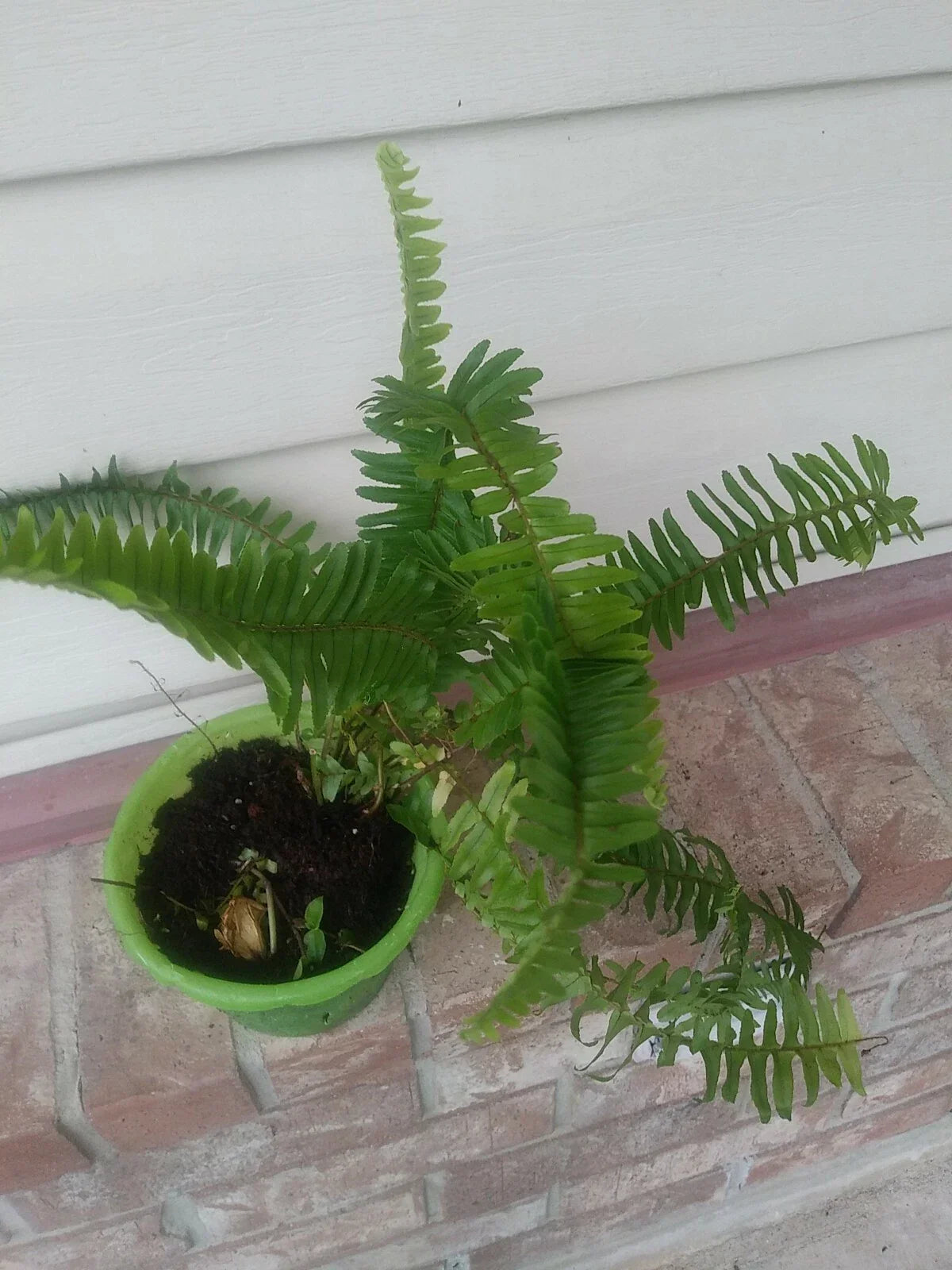 Live Sword Fern Plant - Indoor Air Purifying Fern - Nephrolepis exaltata - Live Houseplant