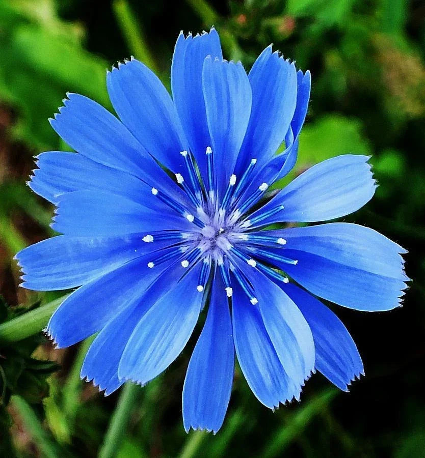 Organic Chicory Flower Seeds for Herbal Tea, Edible Wildflower, Cichorium intybus, Drought-Resistant, Pollinator Attracting