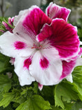 Geranium Live Plant 6-Inch Pelargonium White and Purple Flowering Combination for Garden or Indoor Use