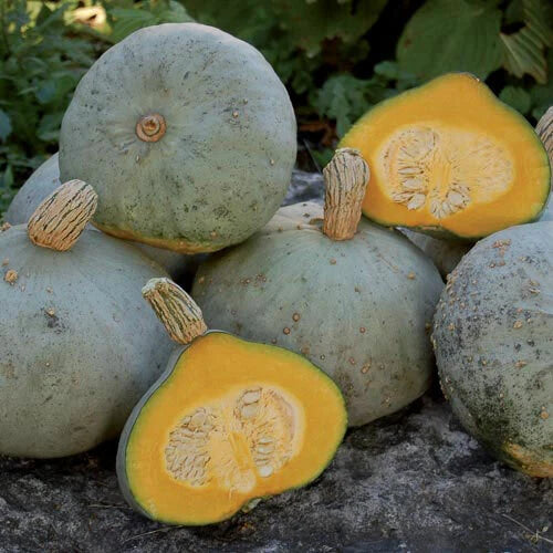 Silver Bell Squash Seeds - Heirloom Cucurbita pepo, Compact Bush-Type, Non-GMO Vegetable Seeds for Gardening
