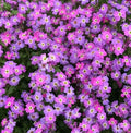 Virginia Stock Seeds - 2000+ Malcolmia maritima Purple Annual Flower Seeds for Garden, Borders, Containers