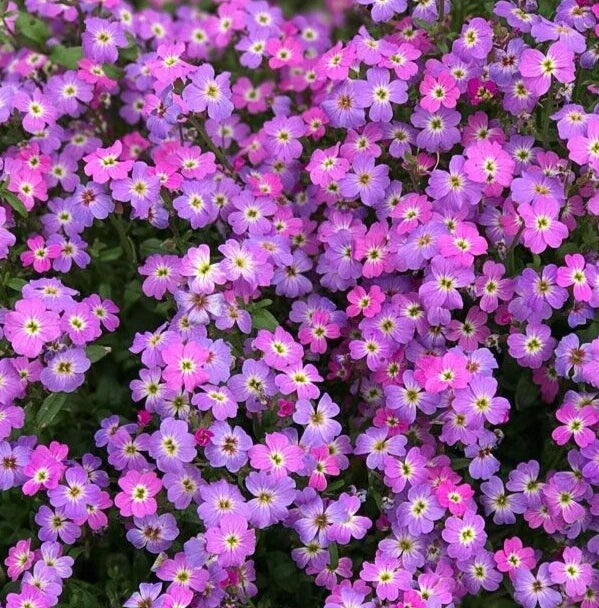 Virginia Stock Seeds - 2000+ Malcolmia maritima Purple Annual Flower Seeds for Garden, Borders, Containers