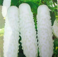White Cucumber Seeds 100pcs Cucumis Sativus for Home Garden, Vegetable, Vining, Non-GMO