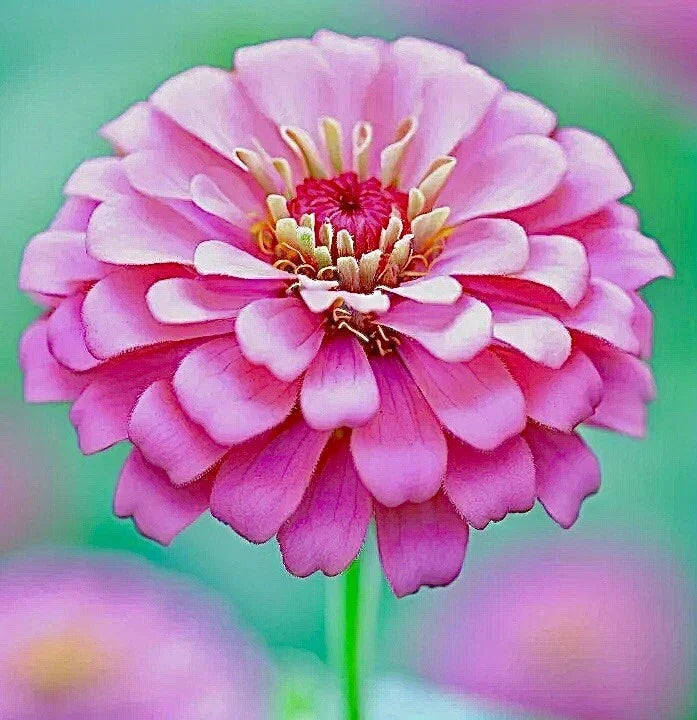 Pink Luminosa Zinnia Seeds - Non-GMO Annual Butterfly Attracting Flowers, Zinnia elegans, 200+ Seeds for Gardens & Containers