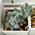 Succulent Seeds Pack 100pcs Fuzzy Sedum mocinianum Low-Growing Indoor Outdoor Garden Plant