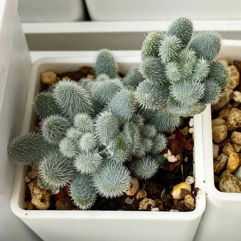 Succulent Seeds Pack 100pcs Fuzzy Sedum mocinianum Low-Growing Indoor Outdoor Garden Plant