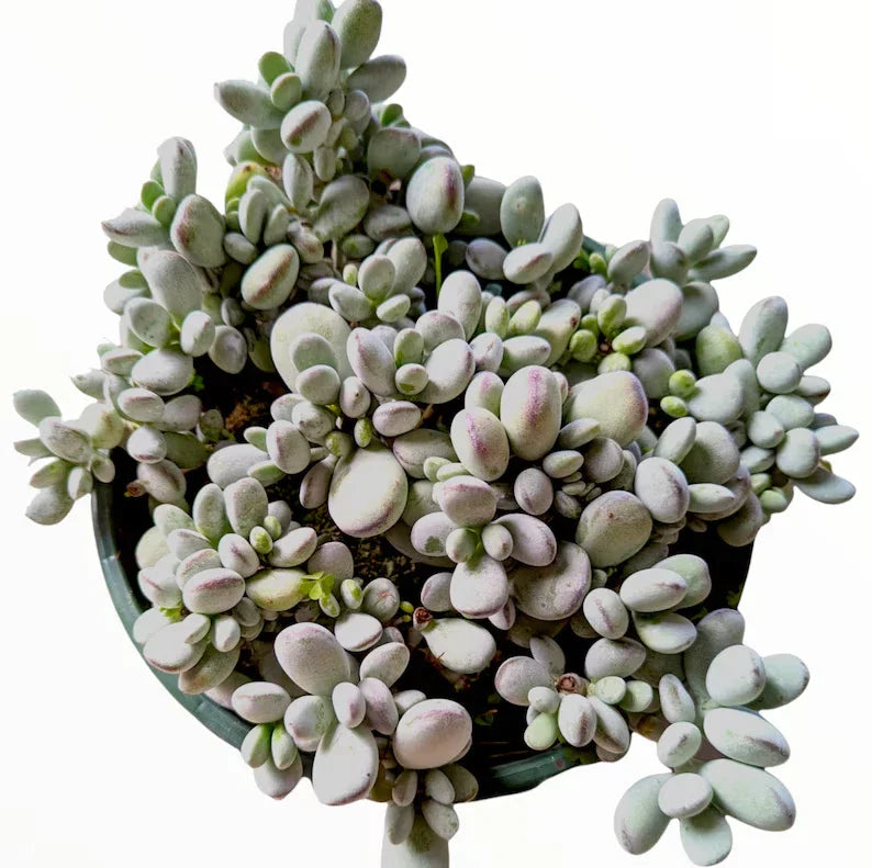 Succulent Plant 2-Inch Cotyledon Orbiculata 'Ping Pong' - Unique Round Leaves, Indoor & Outdoor Garden Decor