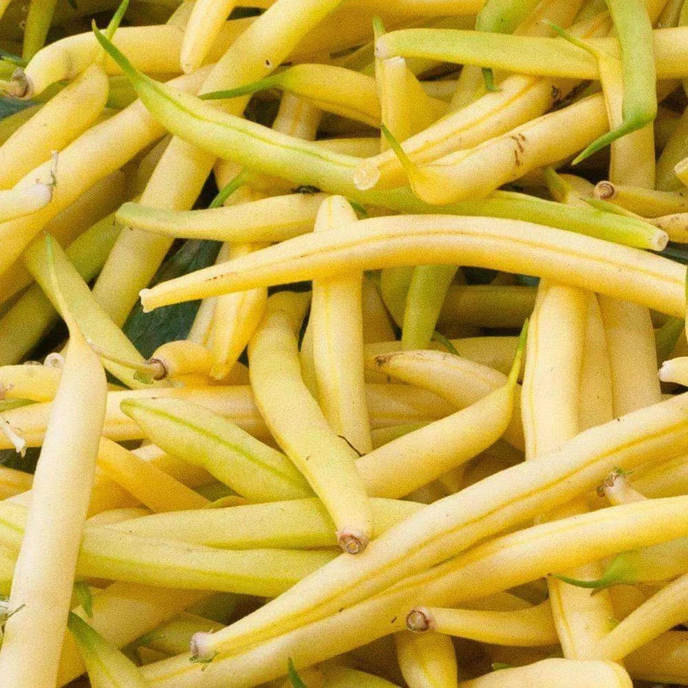 Golden Wax Bean Seeds – Bush Yellow Stringless Vegetable Seeds, Non-GMO, Phaseolus vulgaris, 50 Pack