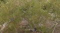 Creosote Bush Fresh Cuttings - Larrea tridentata Prostrate Variety - Aromatic Drought-Tolerant Plant