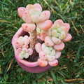 Succulent Seeds - 100 Pack - Tiscalatengo Gorge Sedum - Drought-Tolerant Ground Cover Plant - Sedum spp.