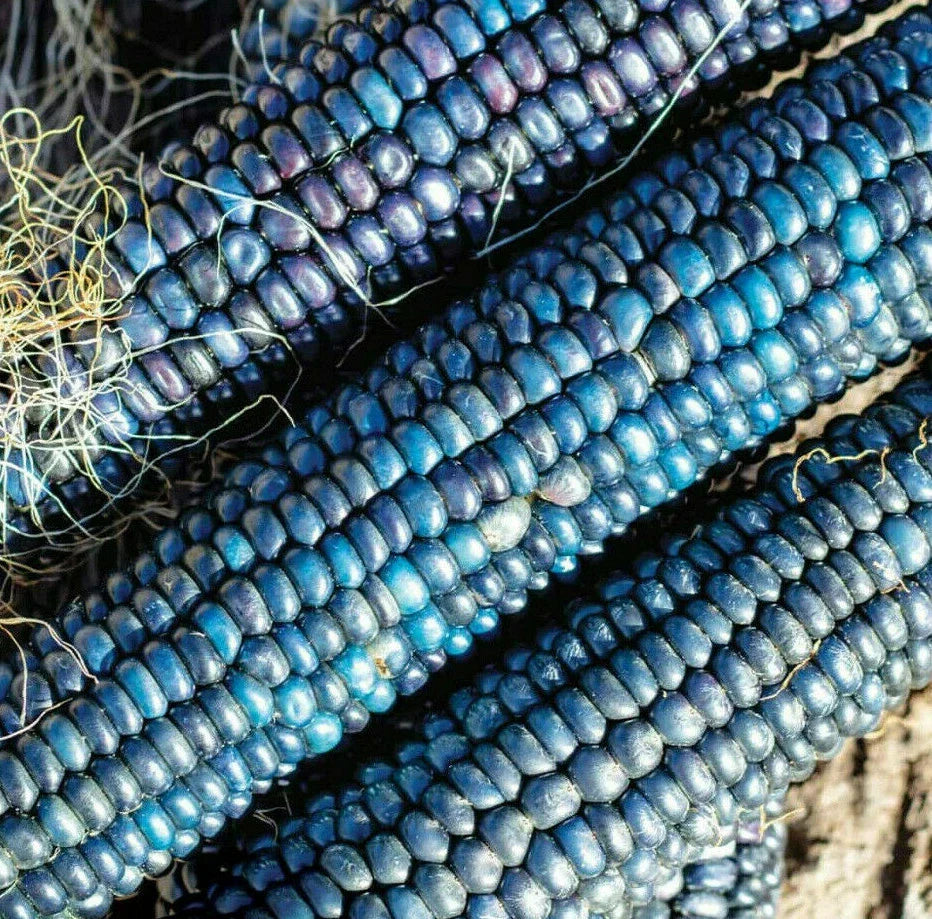Ornamental Corn Seeds - Blue Glass Gem Indian Popcorn, Shades of Blue, Zea mays 'Glass Gem' - 50 Seeds for Garden & Culinary Use