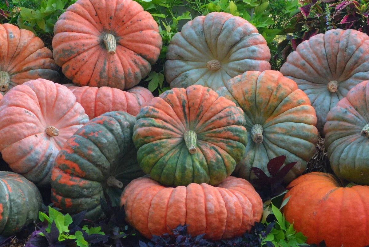 Daybreak Pumpkin F1 Seeds – Cucurbita pepo, Vining, Large, Non-GMO, for Planting, Fall Decorations, Culinary Use