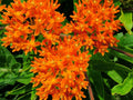 Butterfly Milkweed Seeds 100 Count Native Asclepias tuberosa Wildflower for Pollinator Garden