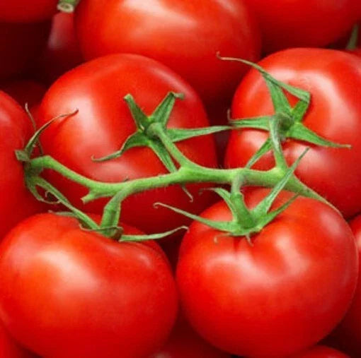 Moneymaker Tomato Seeds 50 Pack Heirloom Non-GMO Vegetable Garden Seeds Solanum lycopersicum