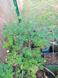 Moringa Oleifera Live Plant with Free Seeds, Superfood Gardening, Nutrient-Rich, Easy to Grow, Full Sun, Eco-Friendly