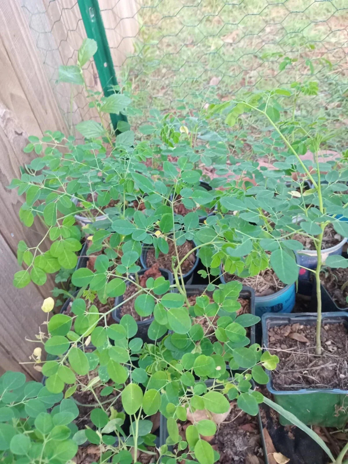 Moringa Oleifera Live Plant with Free Seeds, Superfood Gardening, Nutrient-Rich, Easy to Grow, Full Sun, Eco-Friendly