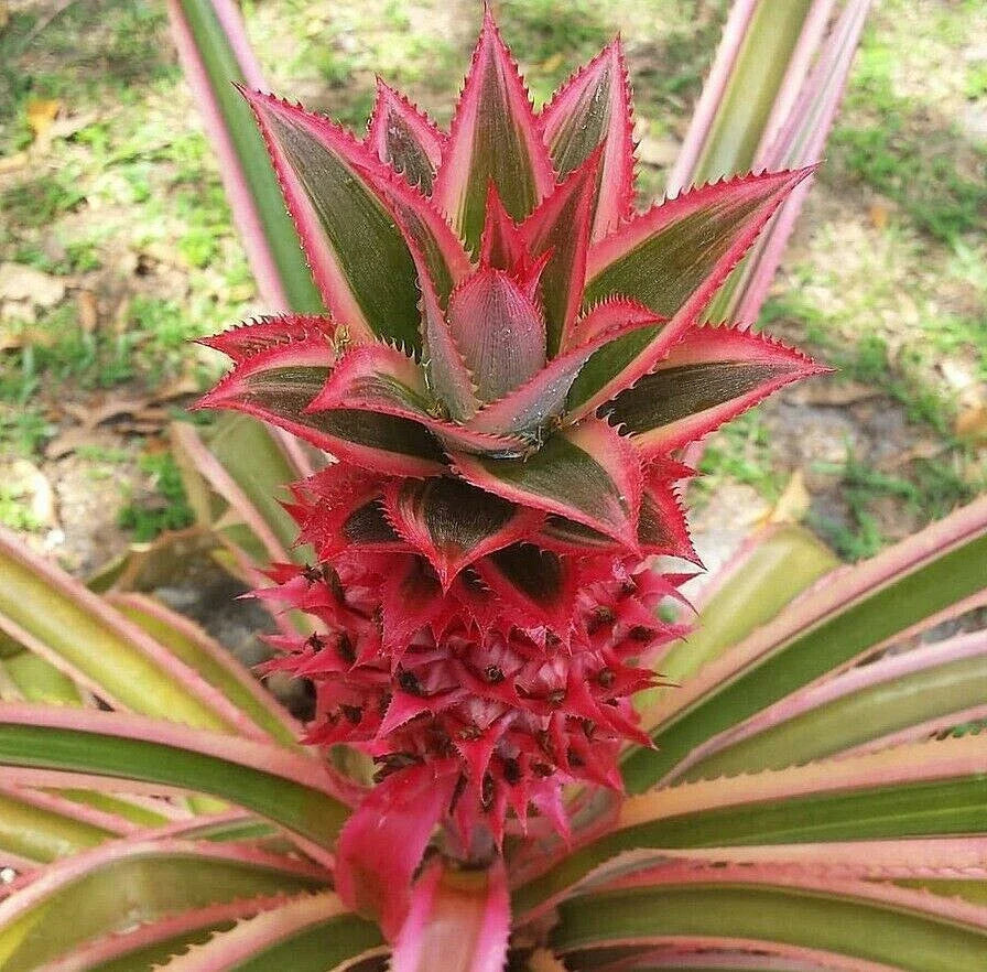 Red Pineapple Plant Offset | Ananas bracteatus ‘Tricolor’ | Ornamental Bromeliad for Tropical Garden & Houseplant