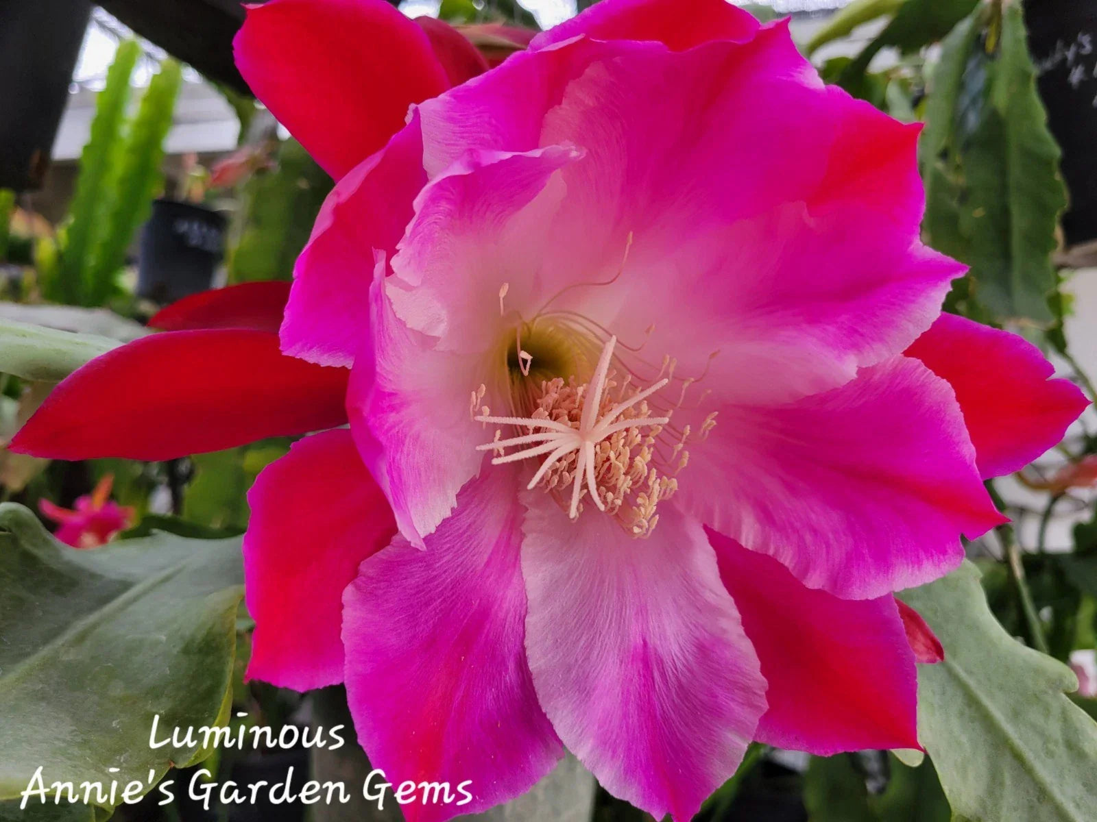 Epiphyllum Luminous Orchid Cactus 4-Inch Pot Well-Rooted with XL Flowers, Epiphyllum oxypetalum Indoor Plant