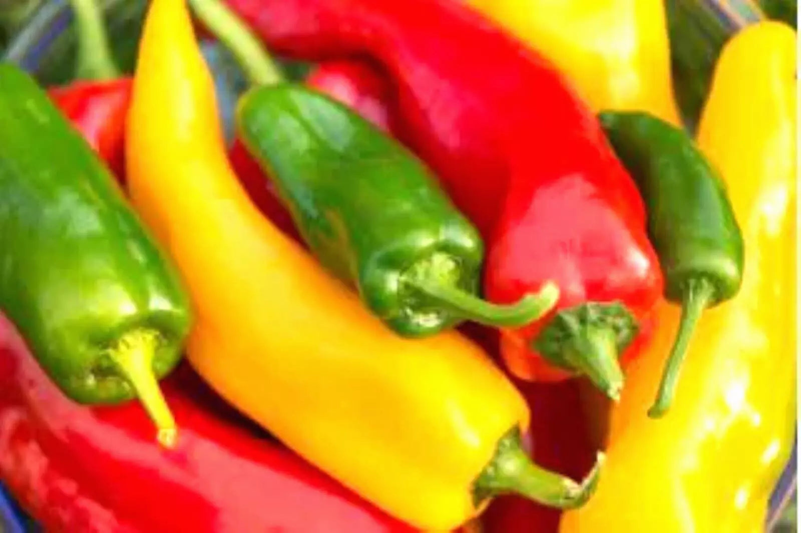 Corno di Toro Sweet Pepper Seeds - 50+ Non-GMO Capsicum annuum for Gardening, Culinary Use, Full Sun, Easy to Grow