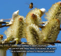 French Pink Pussy Willow Cuttings - Easy to Root, Pink Catkins, Salix discolor, Cut Flower for Arrangements