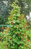 Scarlet Runner Pole Bean Seeds - Edible & Ornamental Phaseolus coccineus, 50 Pack