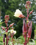 Red Burgundy Okra Seeds - Non-GMO Heirloom Abelmoschus esculentus, 200 Pack, Easy to Grow, Full Sun, USA Seller, Free Shipping