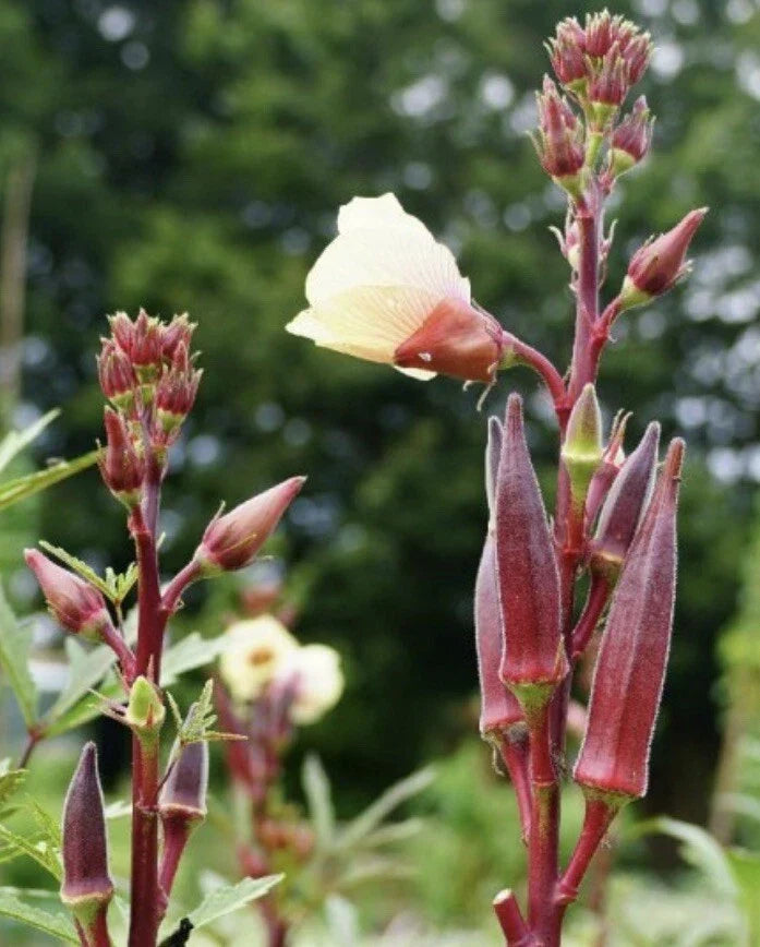 Red Burgundy Okra Seeds - Non-GMO Heirloom Abelmoschus esculentus, 200 Pack, Easy to Grow, Full Sun, USA Seller, Free Shipping