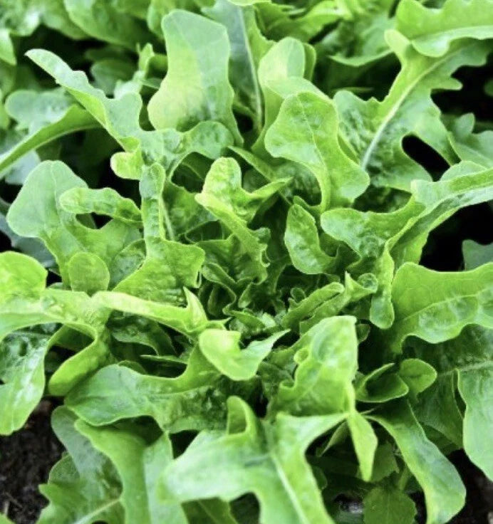 Oakleaf Lettuce Seeds - 2,000 Non-GMO Heirloom Salad Garden Seeds Lactuca sativa, Green, Loose-Leaf, Bulk Seed Pack