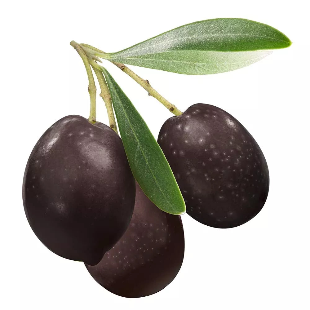 Olive Tree Seeds for Planting, Olea europaea, Mediterranean Variety, 10 Seeds, Drought-Tolerant Evergreen, Garden or Patio