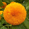 Dwarf Sungold Sunflower Seeds 1/4 Lb - Helianthus annuus - Everwilde Farms
