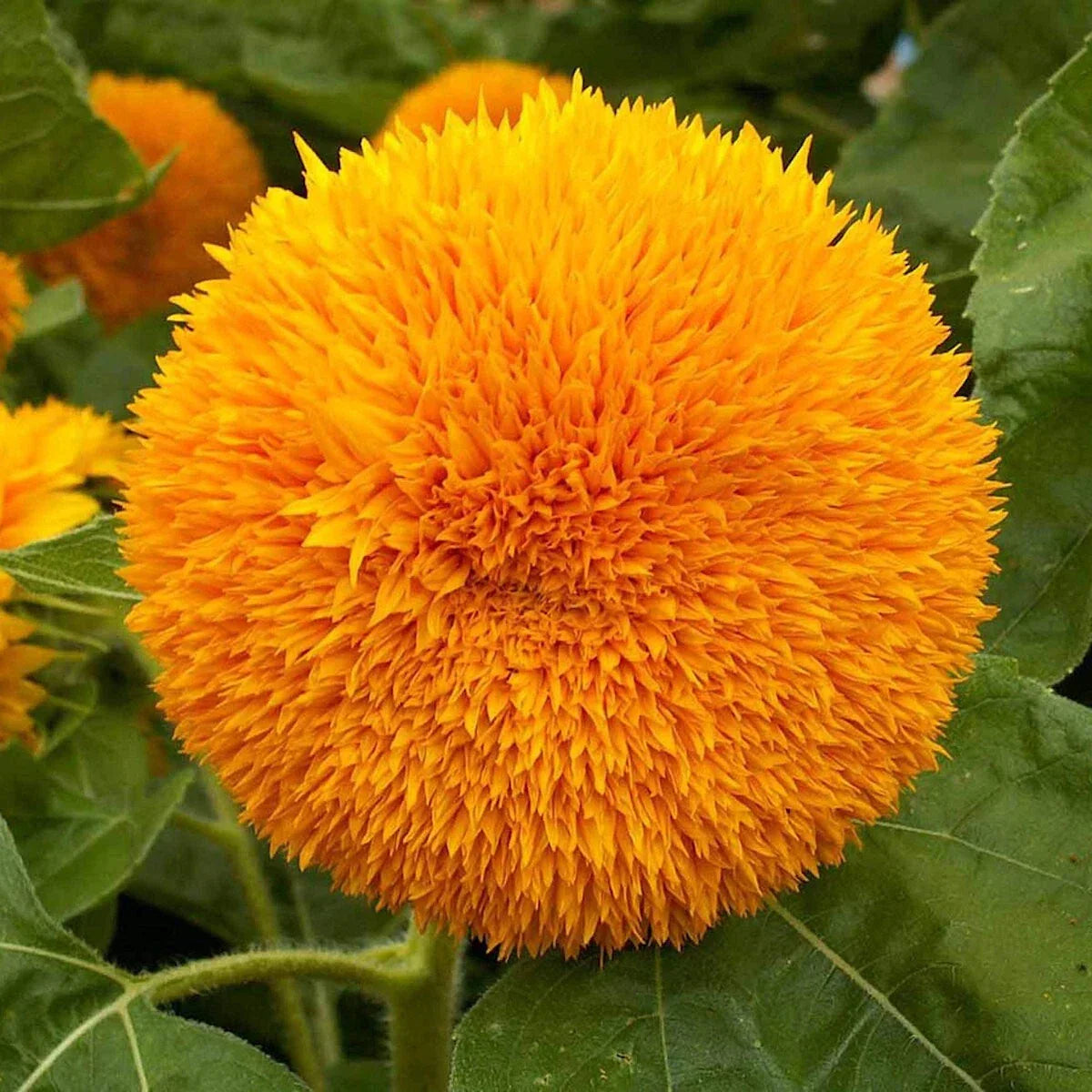 Dwarf Sungold Sunflower Seeds 1/4 Lb - Helianthus annuus - Everwilde Farms