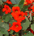 Nasturtium Seeds 30 Ct Empress of India Dwarf Annual Wildflower Tropaeolum majus for Containers & Gardens